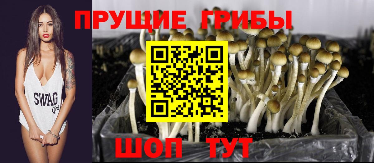 Галлюциногенные грибы Cubensis Кондопога